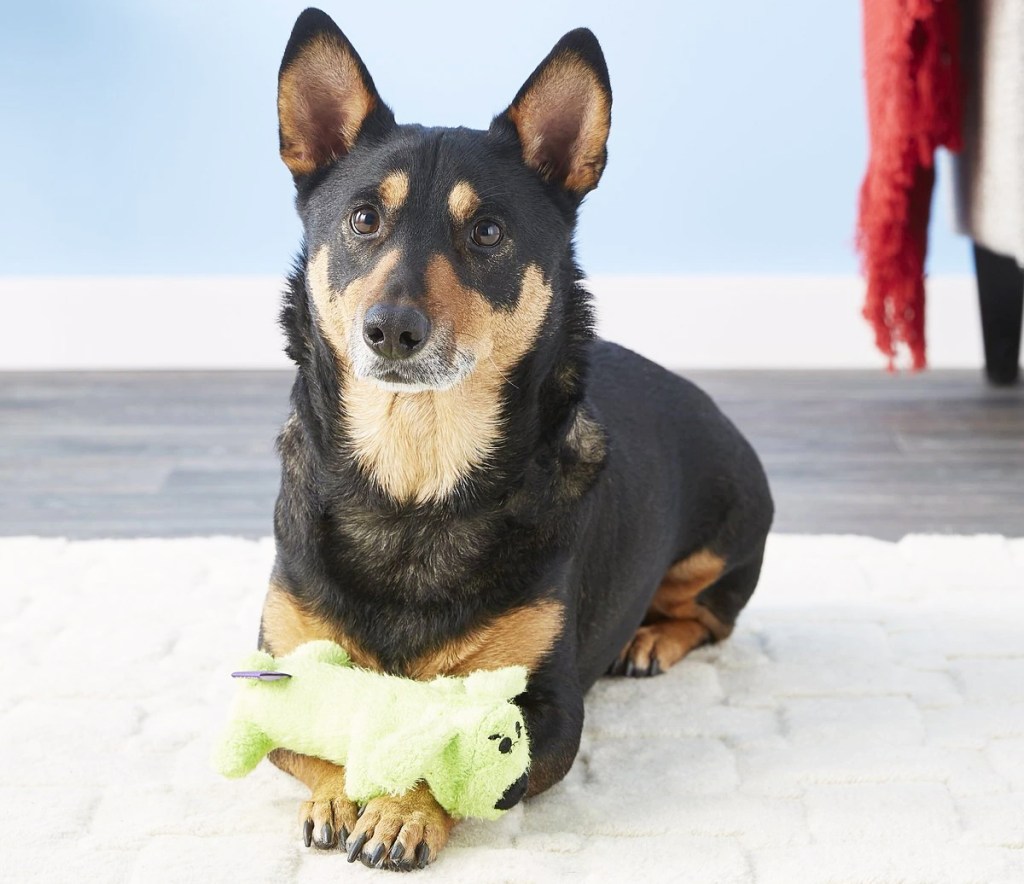 dog with mini green loofa toy