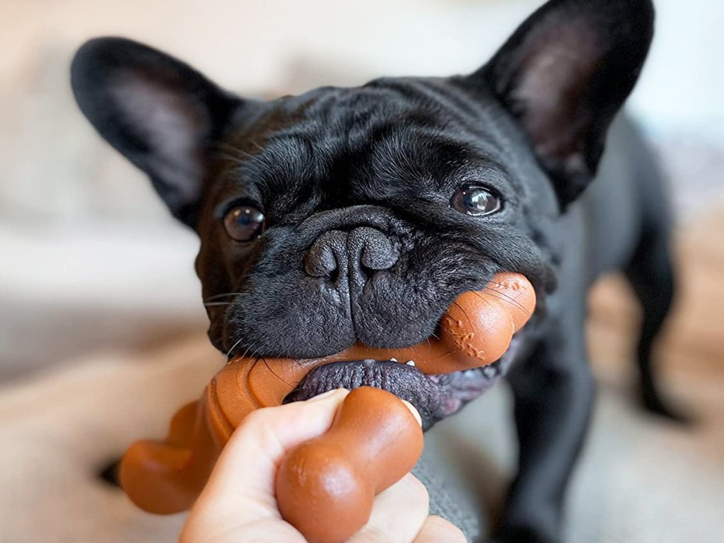 dog playing tug with a nylabone dog chew