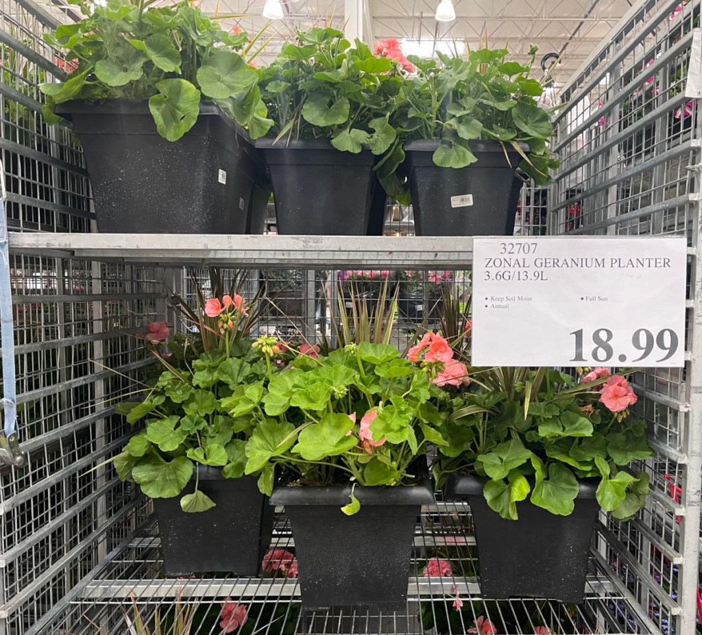 Costco Has Lavender Trees For Your Home + More Live Plants from 18.99