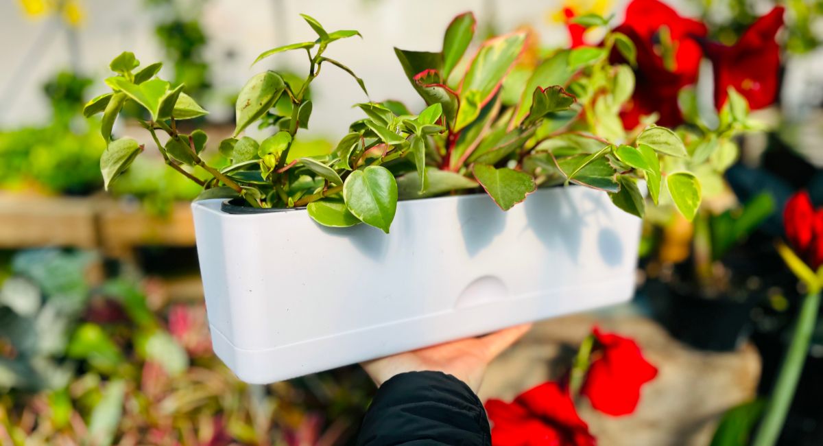 a womans hand holding a Target rectangle self watering planter with plants in it.