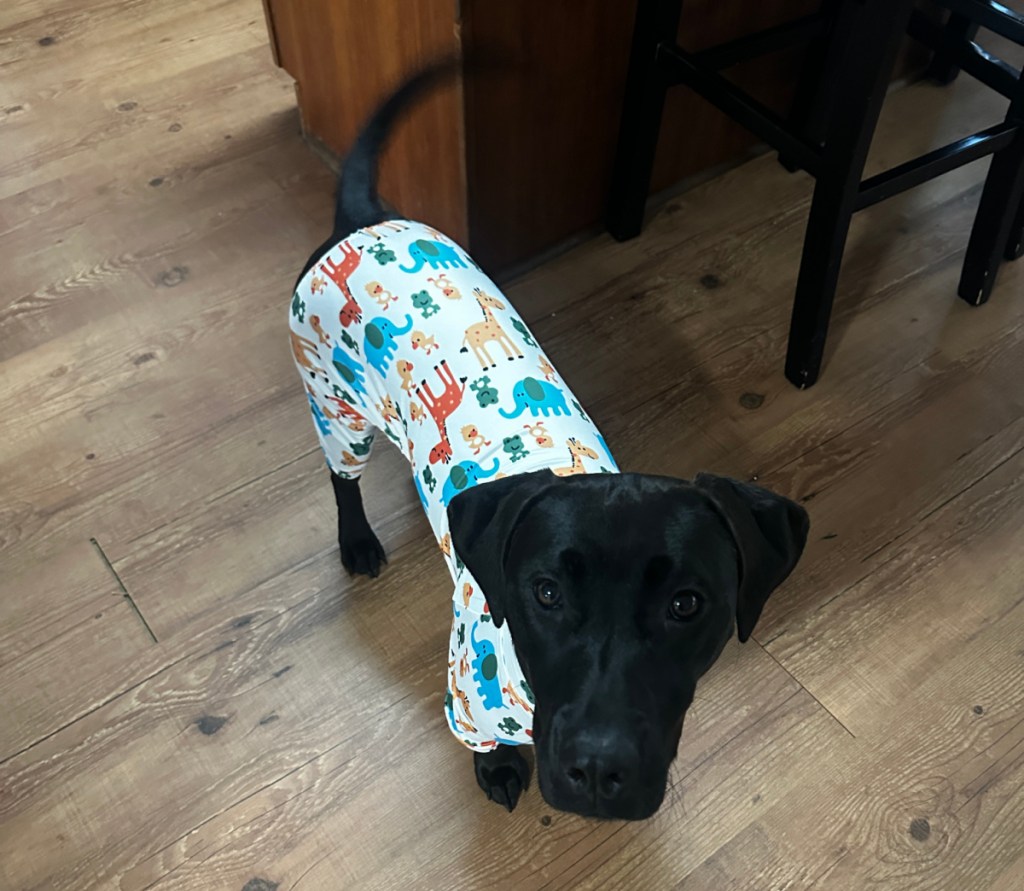 Dog wearing a pair of dog pajamas from Temu