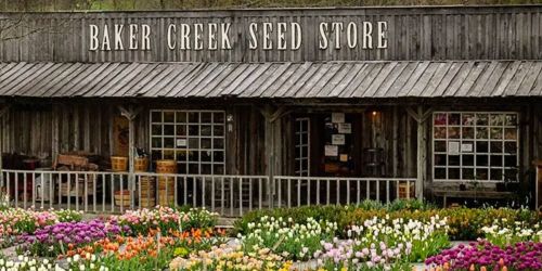 Get Your FREE Baker Creek Heirloom Seeds Catalog Now and Explore 163 Pages of Rare Seeds!