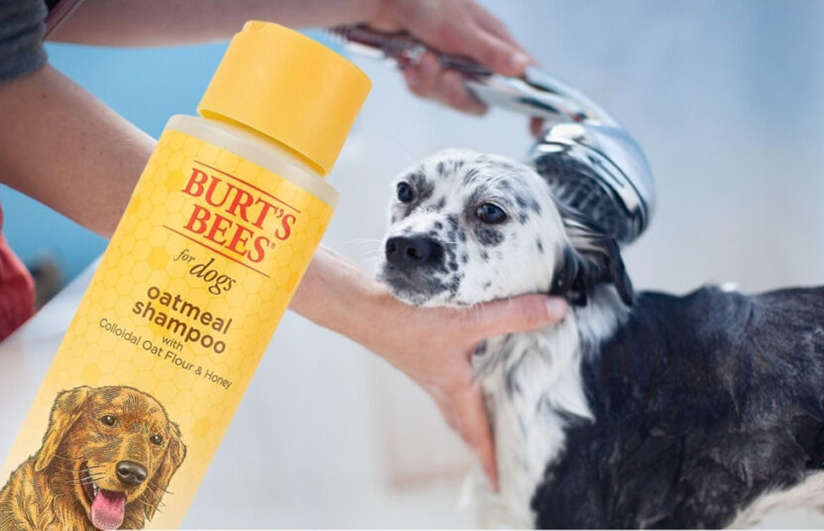 Shops burt's bees oatmeal dog shampoo reviews