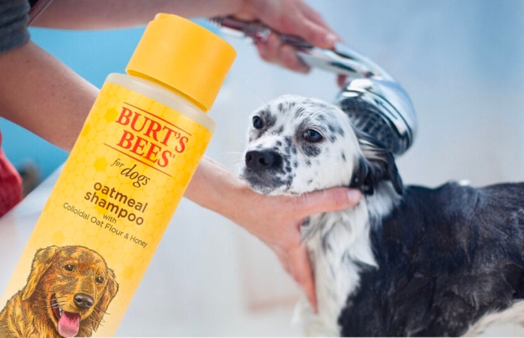 burts bees oatmeal shampoo bottle next to person bathing dog