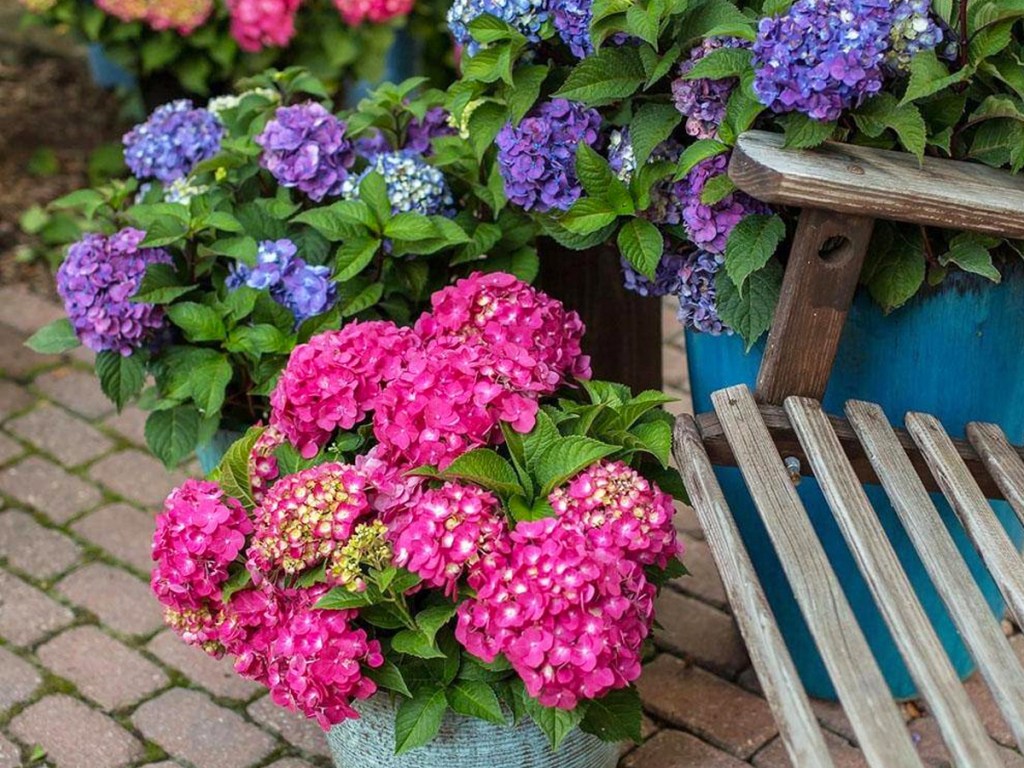 purple and pink Hydrangeas next to garden bench