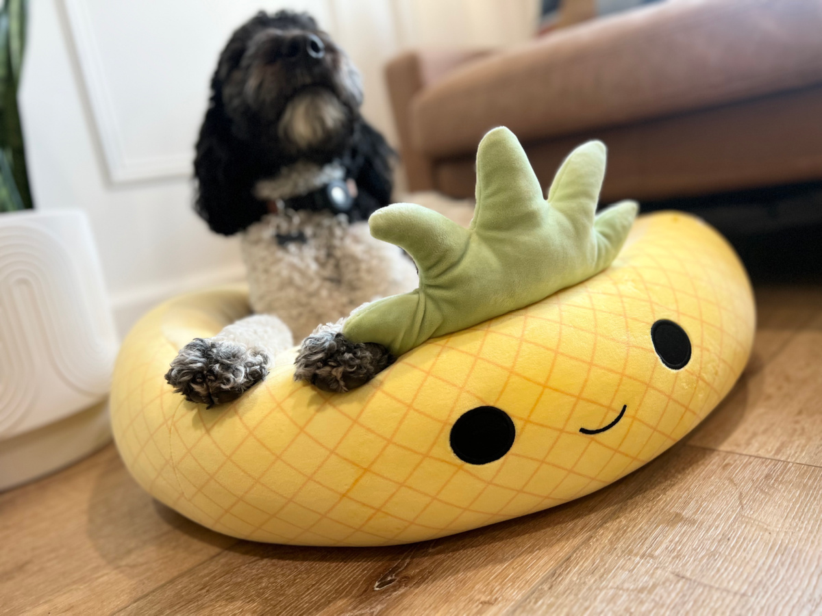 close up of a dog lounging on a pineapple squishmallows pet bed