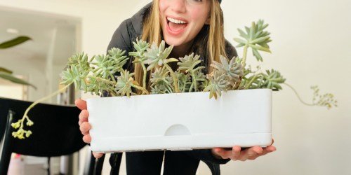 Target Self-Watering Planters are Back Just In Time for Spring – ALL Under $10!