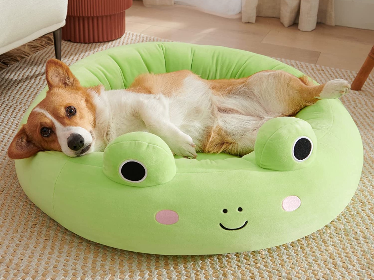 dog on Squishmallow frog bed