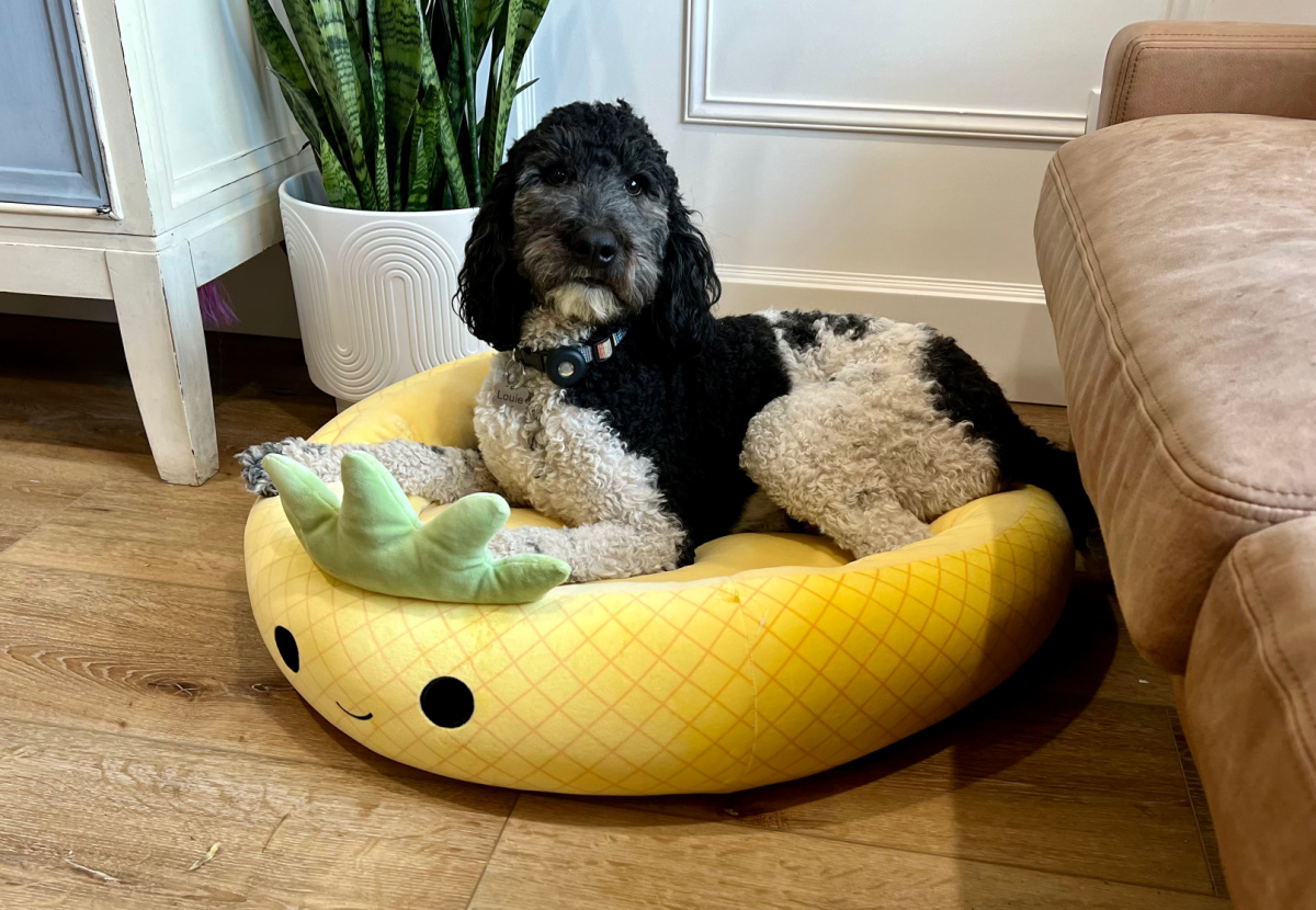 dog sitting in a cute pineapple shaped squishmallows pet bed