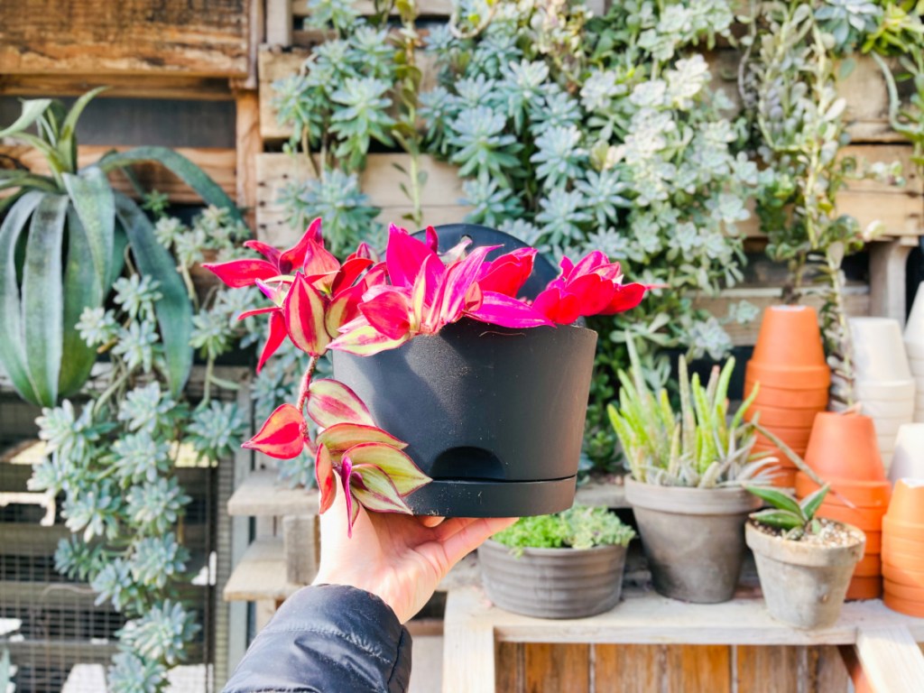 hand holding up a black half circle target self watering planter with a bright pink plant in front of a potting bench area