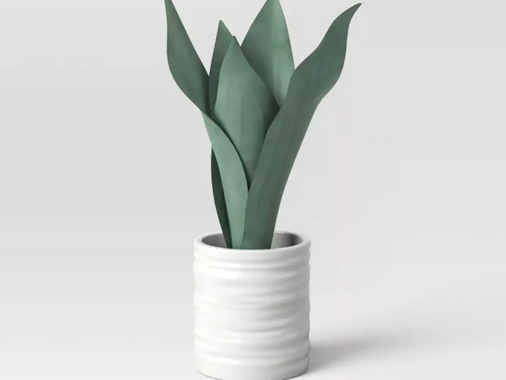 snake plant in white pot