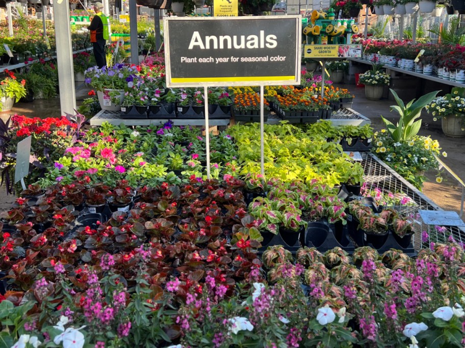 huge displays of annuals at home depot garden center