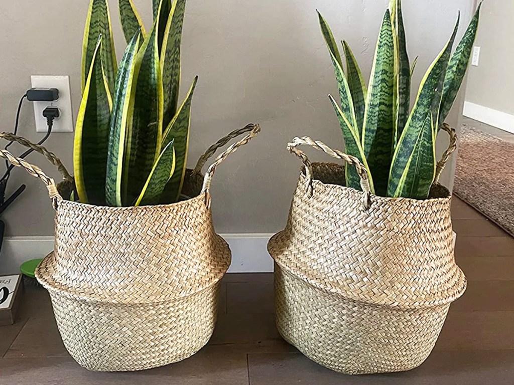 two snake plants inside large baskets