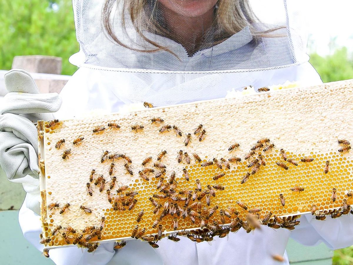 beekeeper holding up honeycomb with bees on it
