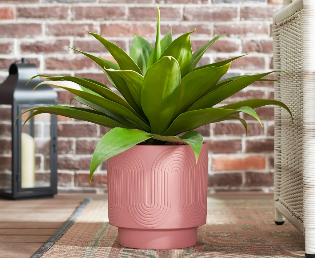 Grüne Blattpflanze in einem rosa Pflanzgefäß