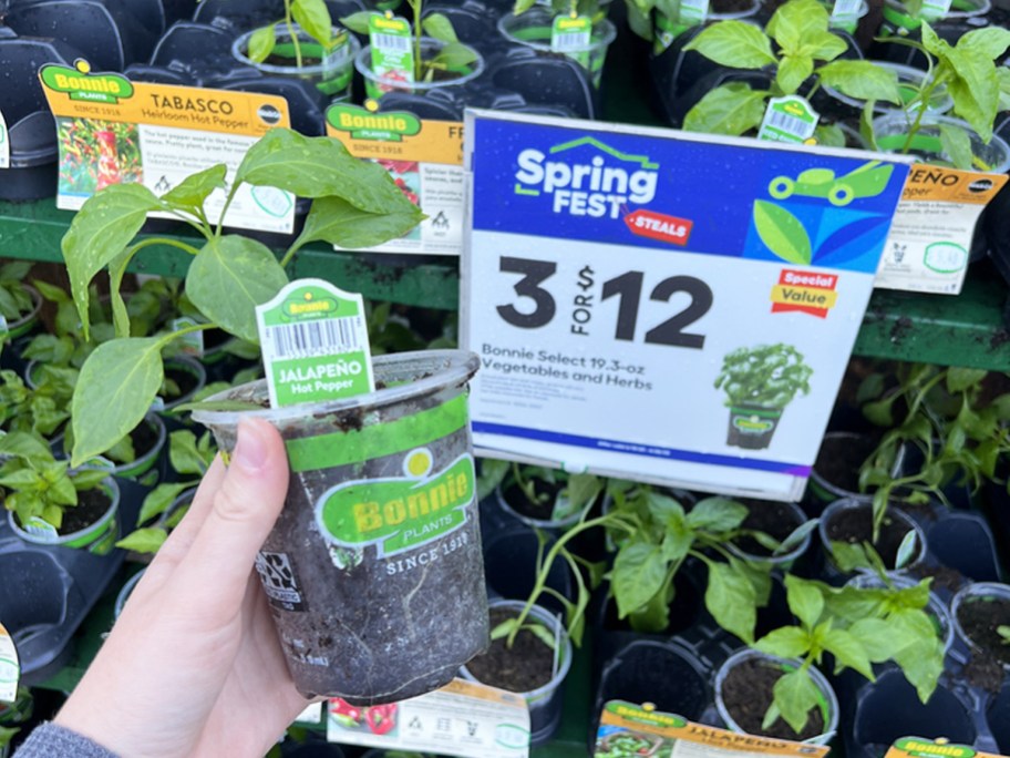 Hand holding a Jalapeño factory next to Lowe's Springfest Sale Sign