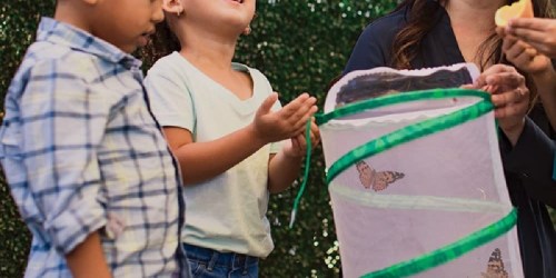 Insect Lore Butterfly Garden Set Just $27.99 on Amazon (Regularly $34)