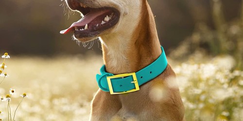 Pet Accessories from $2.54 (Reg. $10) on Kohls.com | Leashes, Beds & More