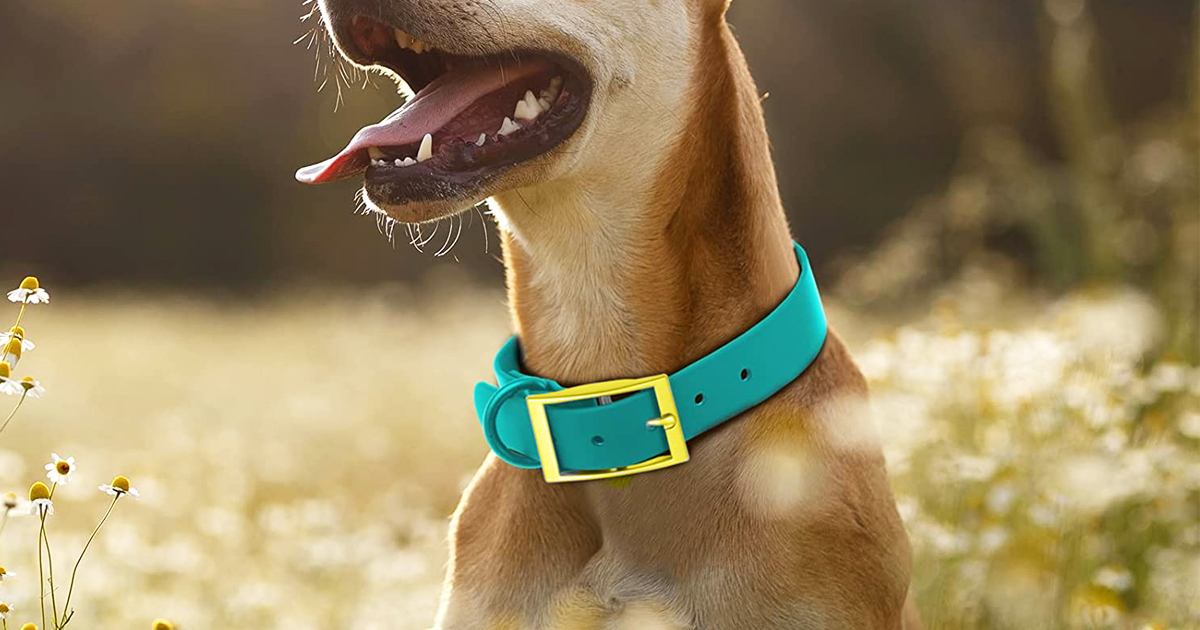 Pet Accessories from $3.74 (Regularly $10) on Kohls.com | Leashes, Collars + More | Hip2Save