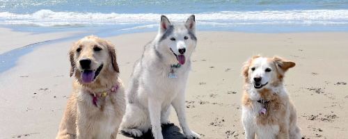 three dogs sitting on sandy beach