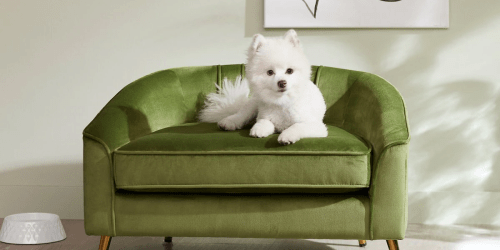The Best Dog Couch of 2023 (Our Picks Start at $55)