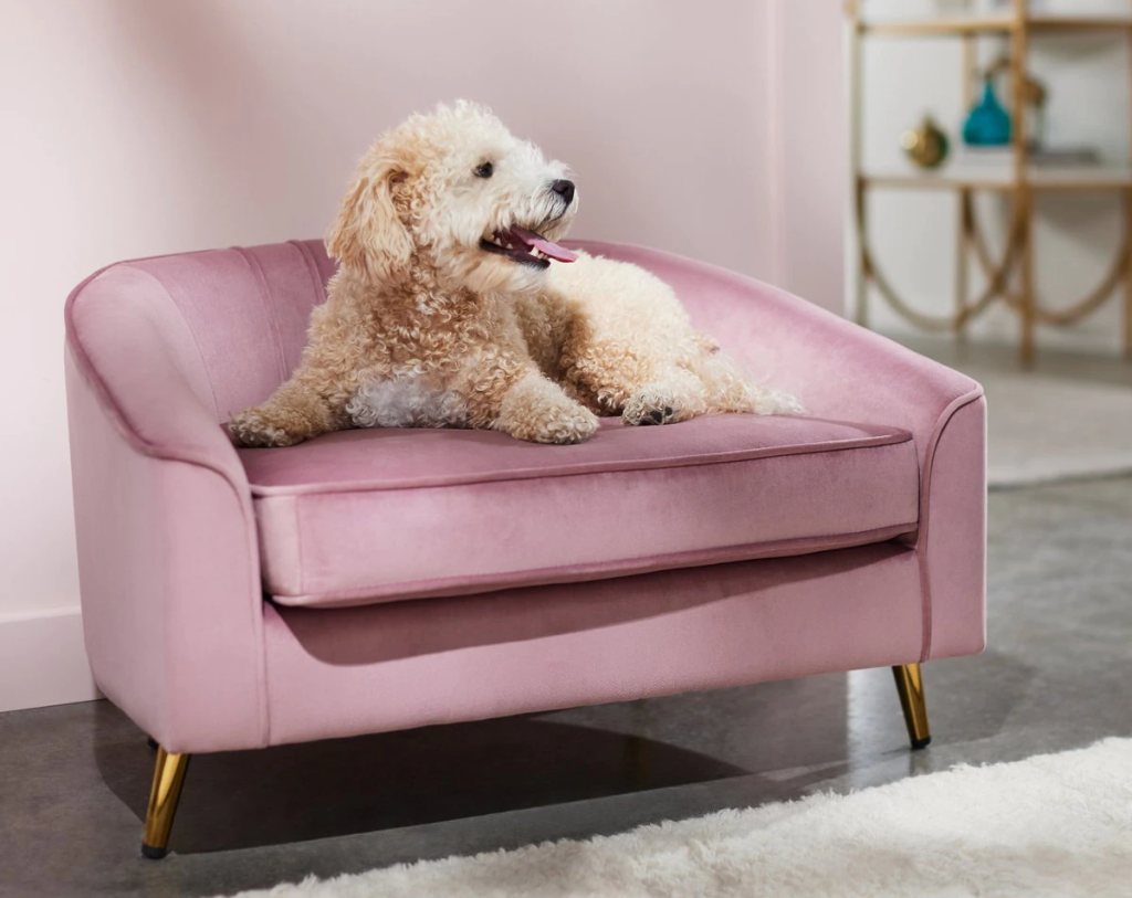 dog sitting on a pink Frisco Elevated Dog Sofa which was Chewy.com's pick for the best dog couch