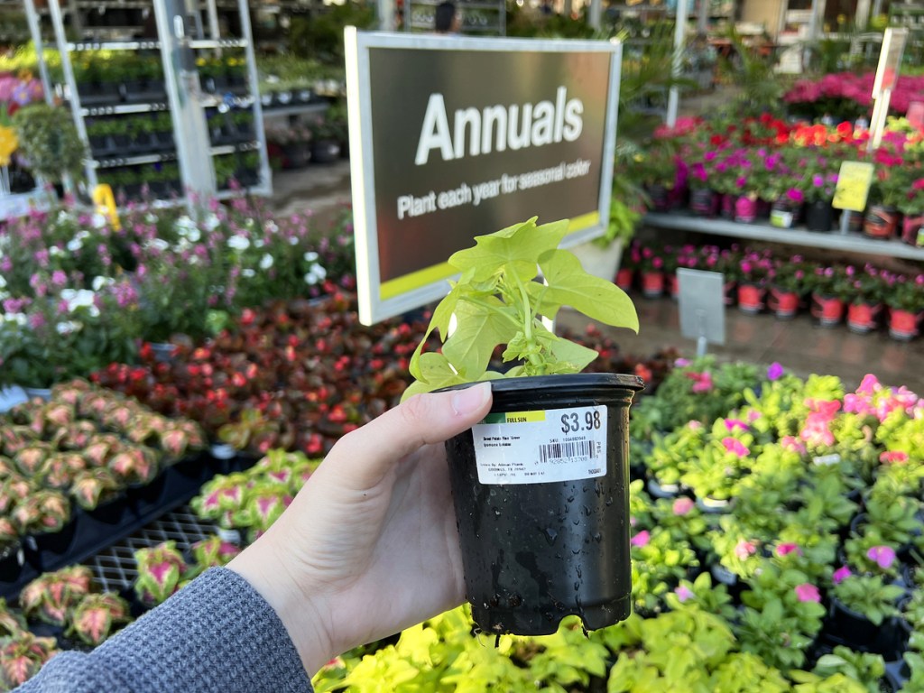 hand holding up flower in front of annuals sign