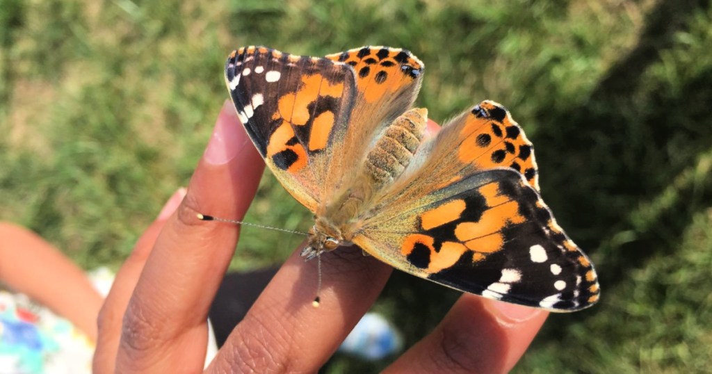 Person holding orange and black butterfly on their hand while standing outside in the grass