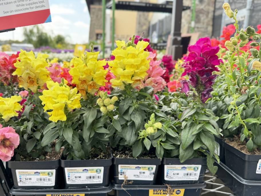 1-pint annual flowers display in lowe's garden center