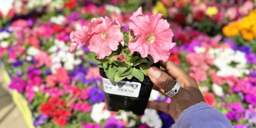 Register NOW for a FREE Lowe’s Flowering Plant for Mother’s Day!