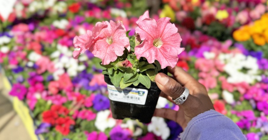 hand holding up a 1-pint petunia flower in lowe's garden center