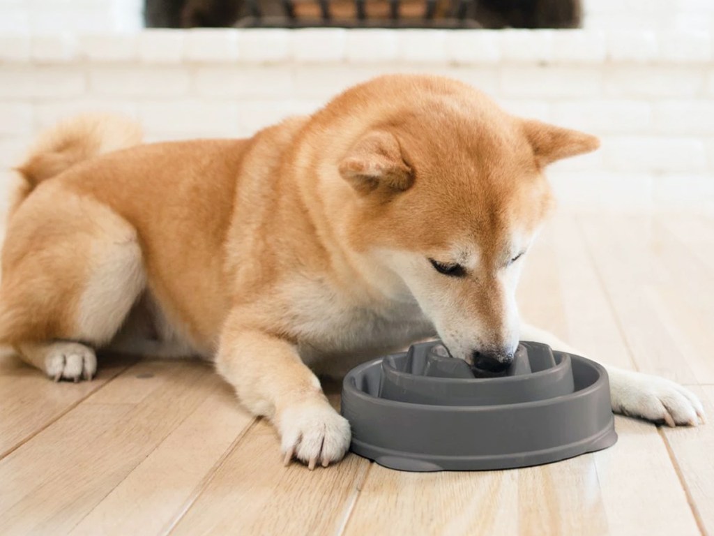 dog eating out of a grey slow feeder bowl