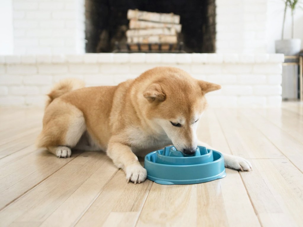 dog eating from blue slow feeder bowl