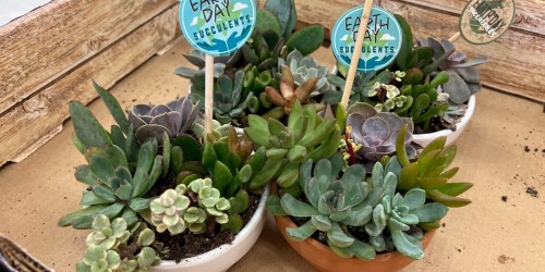 These Cute Target Succulents Are Only $9.99 (Fun Gift Idea)