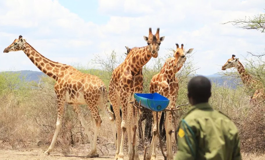 giraffes at zoo