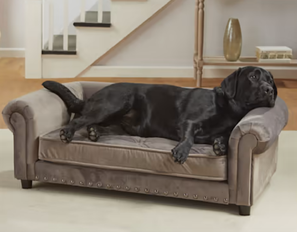A large dog breed lounging on an XL dog sofa from Petco