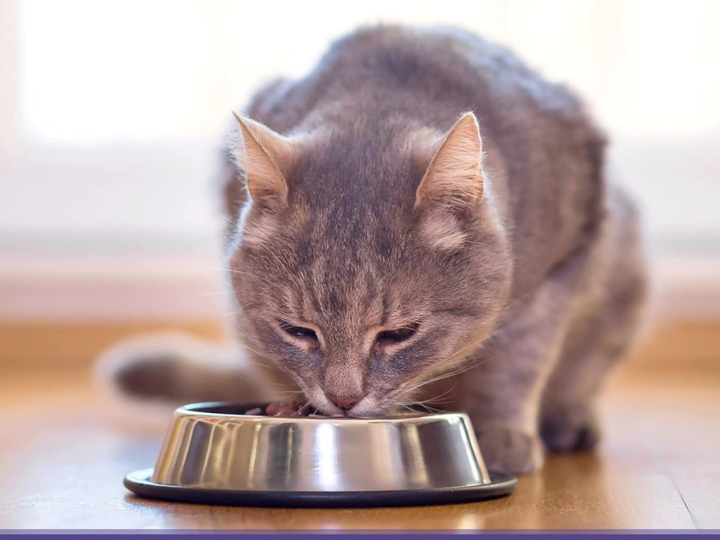 cat eating cat food from a. bowl