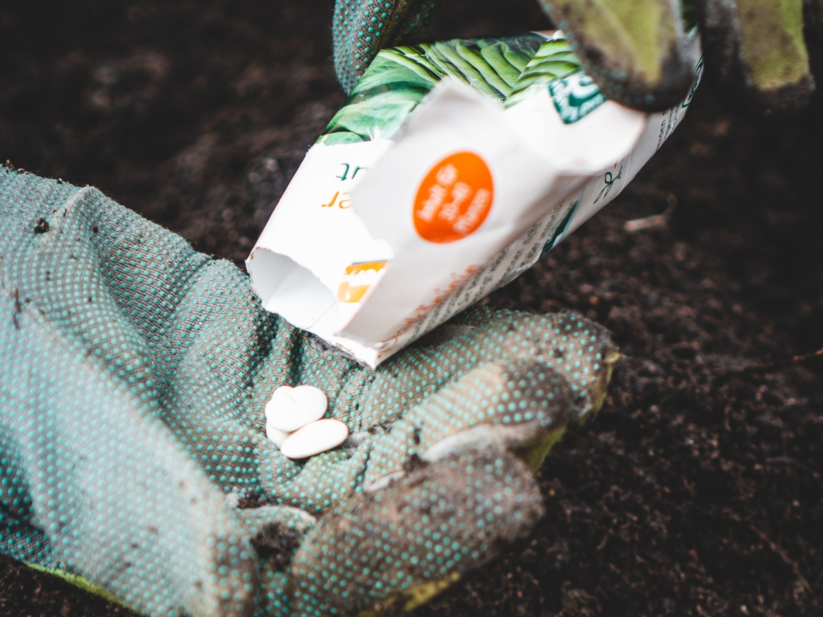 pouring free garden seeds from packet into gloved hand