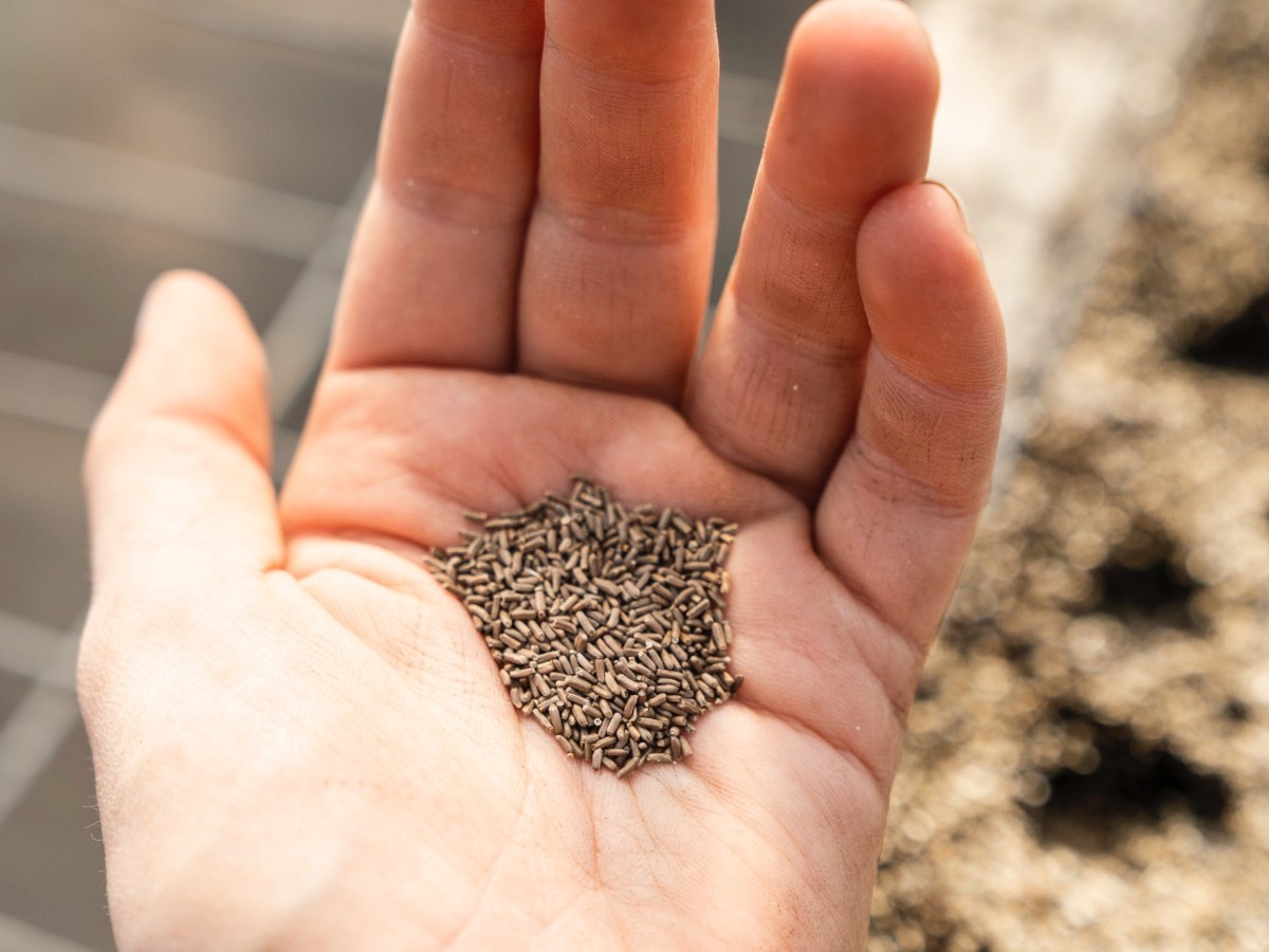 How to Get Free Seeds for Your Garden | Vegetables, Fruit + More