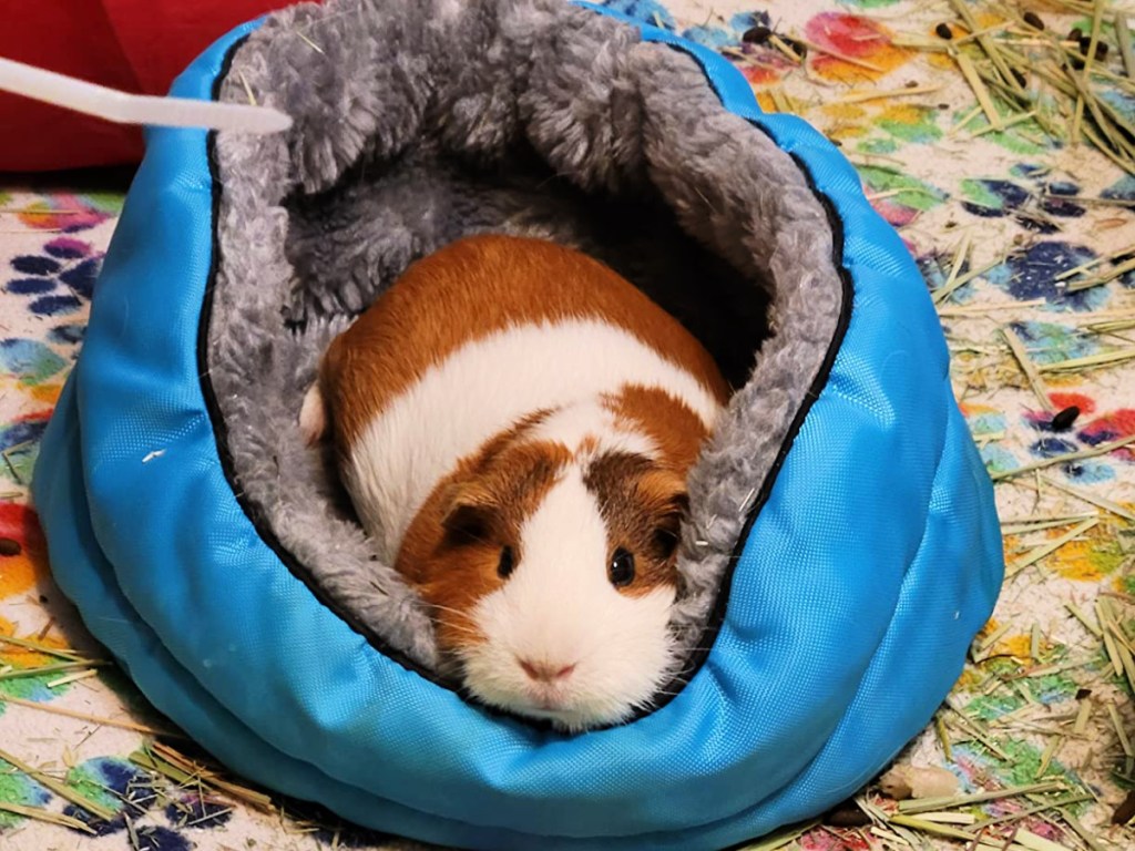 guinea pig in a blue kaytee bed