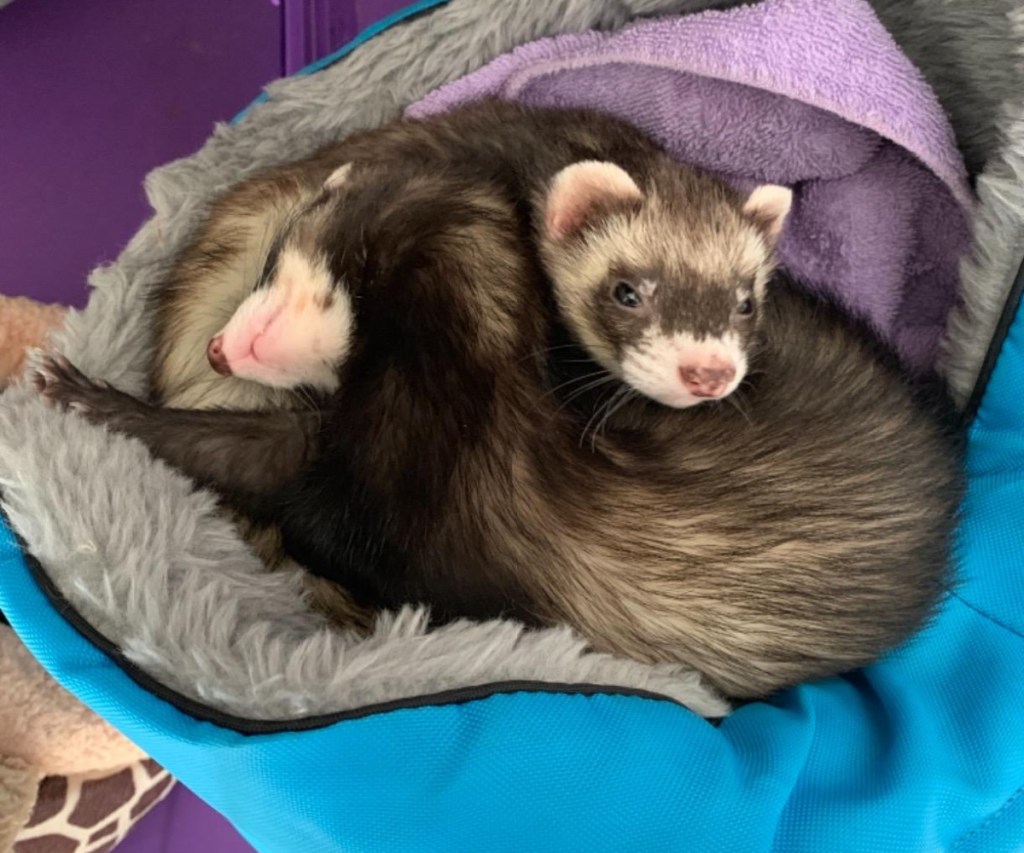 ferrets in a kaytee cuddle bed