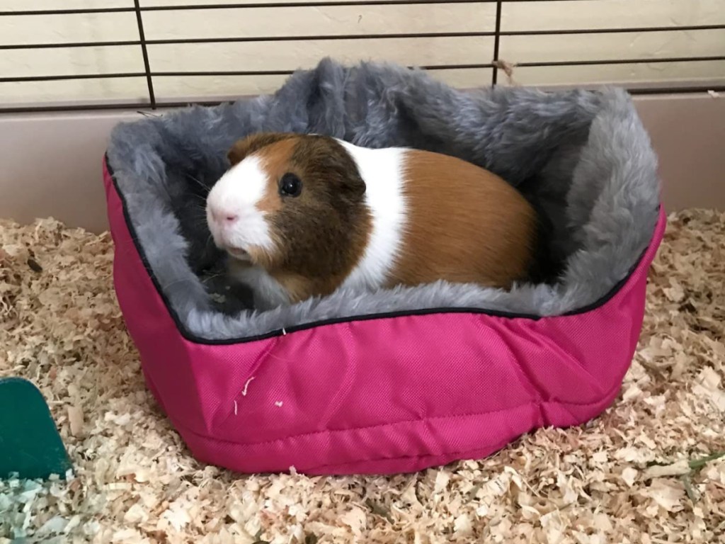 guinea pig in a pink kaytee pet bed