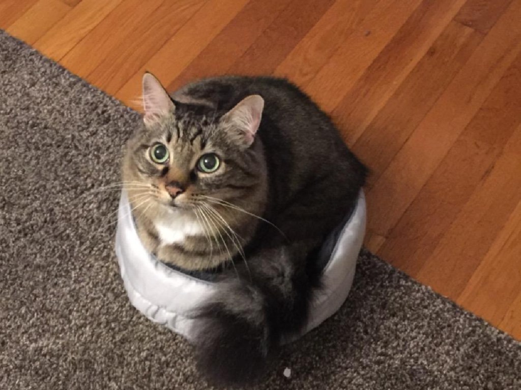 cat in a kaytee small pet bed
