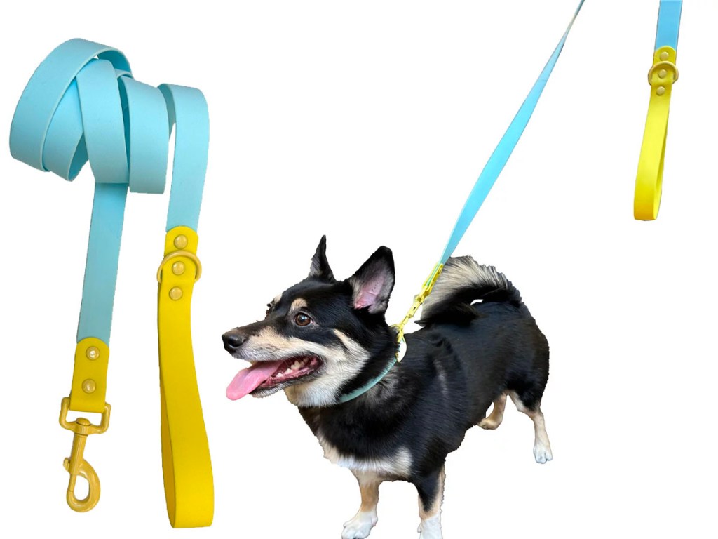 black dog with teal and yellow leash