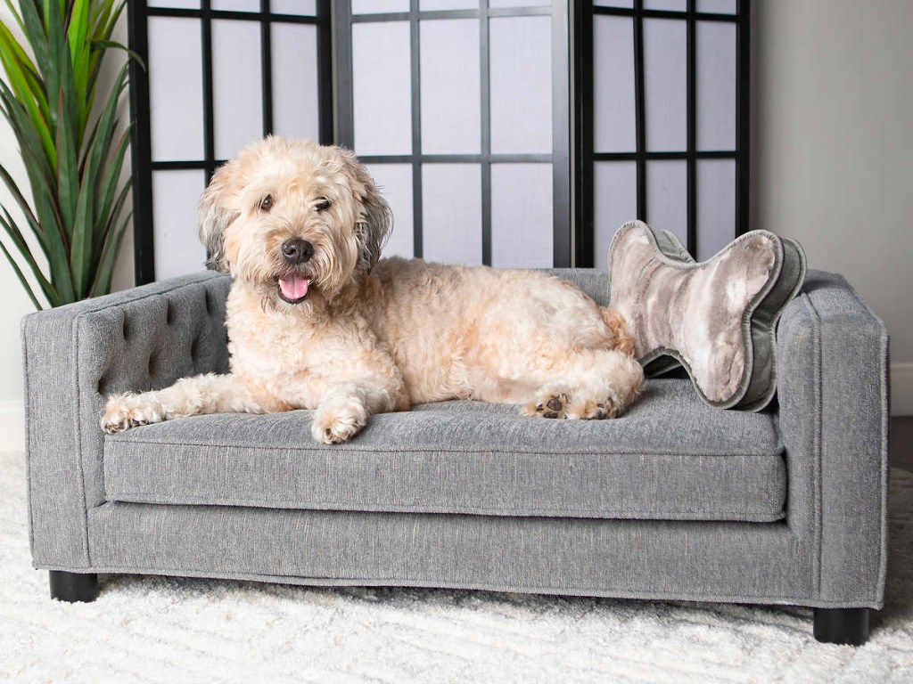 white dog sitting on gray dog couch