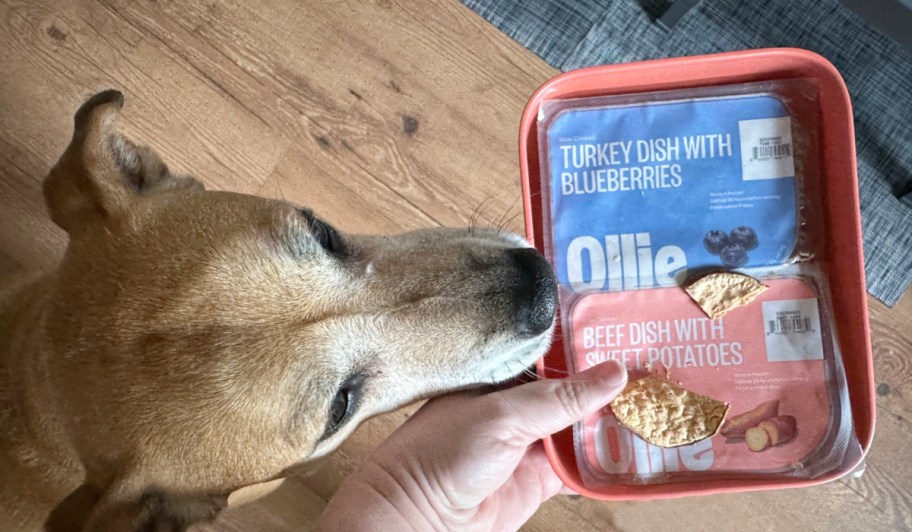 dog sniffing package of unopened fresh dog food