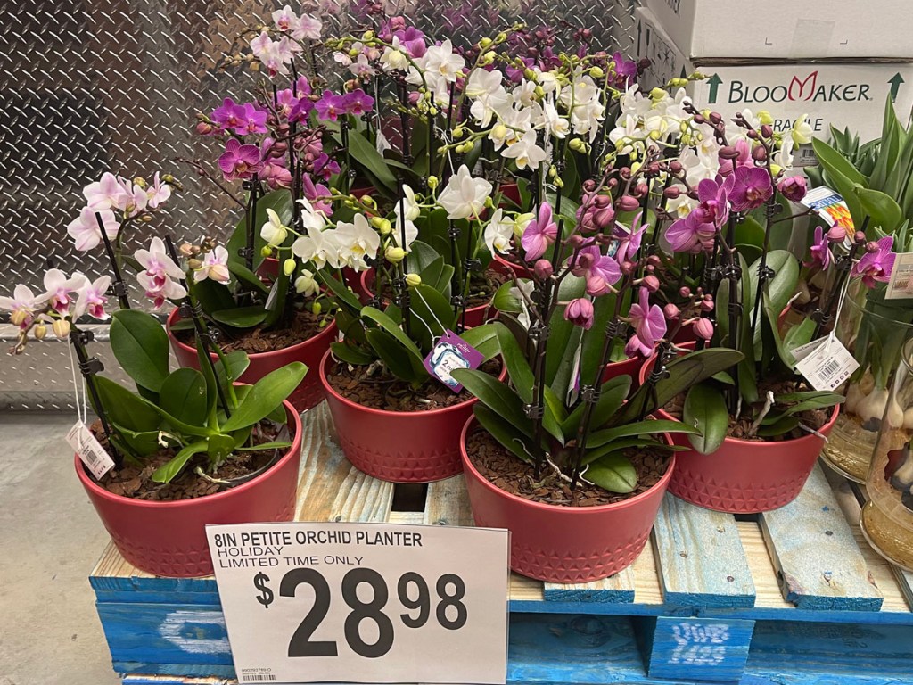 orchids in planters on shelf in sams club