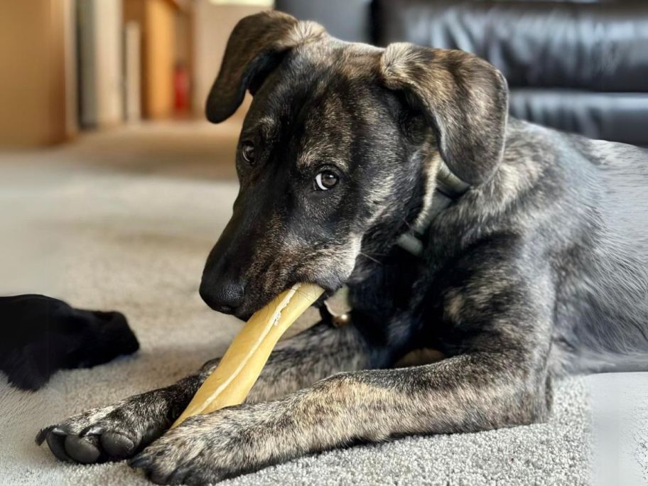 dog chewing on pawstruck bone