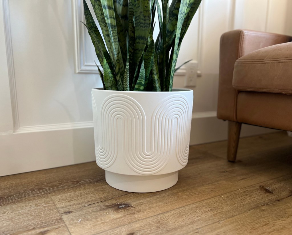 snake plant in a white planter