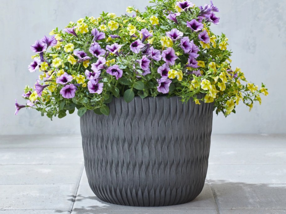 purple flowering plant in gray planter